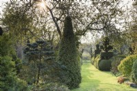 Garden of evergreen shrubs including topiary in yew and box at Balmoral Cottage, Kent in April.