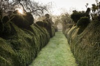 Grassy path between topiary hedges in yew and box at Balmoral Cottage, Kent in April.