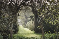 A grassy path leading between yew and box topiary hedges at Balmoral Cottage, Kent in April framed by trees.