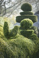 Yew and box topiary by Charlotte Molesworth at Balmoral Cottage, Kent in April