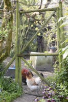 Gate into the chicken run at Balmoral Cottage, Kent in April