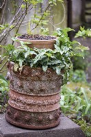 Decorative terracotta planter at Balmoral Cottage, Kent in April with Arum italicum subsp. italicum 'Marmoratum'.