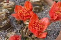 Haemanthus coccineus - Cape tulip - blood lily. Flowers. September
