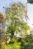 Fraxinus excelsior 'Pendula' - weeping ash. Large mature tree in small garden. November