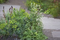 Euphorbia wallichii and Artemisia lactiflora with Iris seedheads by slate pathway with gravel for drainage.