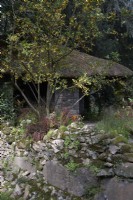 The Blue Diamond Forge Garden. Thatched forge with dry-stone wall with Malus 'Wintergold' and Berberis 'Rose Queen' beside it. Designers: The Blue Diamond Team. Chelsea Flower Show 2021.