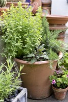 Marjoram, sage and rosemary in terracotta pot

