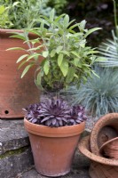 Sage and sempervivum in terracotta pot, Salvia

