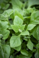 Tetragonia tetragonoides - New Zealand spinach