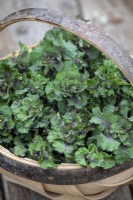 Baskets of harvested Kalettes - Flower sprouts - Brassica oleracea