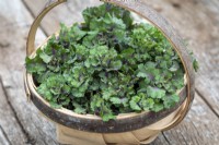 Baskets of harvested Kalettes - Flower sprouts - Brassica oleracea