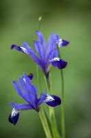 Iris reticulata 'Fabiola'
