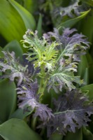 Kale KX1 as a pot topper with emerging tulip foliage