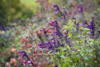 Salvia 'Amistad' with the hips of Rosa rubrifolia syn. R. glauca