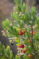 Bee on Arbutus unedo - Strawberry tree, Dalmatian strawberry, Killarney strawberry, Cane apple