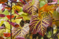 Vitis coignetiae - crimson glory vine and cotinus. Autumn foliage. November