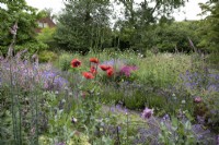 wild flower meadow at North Cottage, Whittington, Staffordshire - July