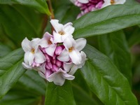 Daphne bholua 'Jacqueline Postill' fragrant winter flowering shrub mid February Norfolk
