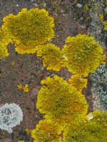 Xanthoria parietina  common orange lichen, yellow scale, maritime sunburst lichen or shore lichen.