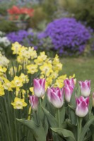 Tulipa 'Whispering dream' with Narcissus 'Pipit' Aubretia and Tulipa 'Shakespeare' in container