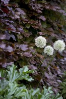 White alliums against copper beech hedge
Fagus sylvatica Purpurea
