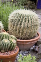 Large cacti in terracotta pots in garden
