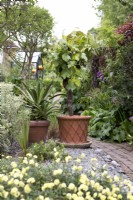 Grapevine in terracotta pot in urban garden
