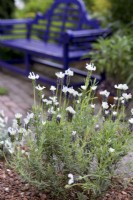White lavandula stoechas, French Lavender growing in gravel garden in front of purple garden bench