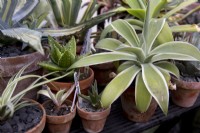 Agave collection overwintering in greenhouse
Agave 'Kara's Stripes' variegated
