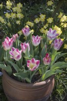 Tulipa 'Whispering dream' with Narcissus 'Pipit'