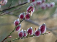 Salix gracilistyla 'Mount Aso' - furry Pussy Willow catkins winter February Norfolk