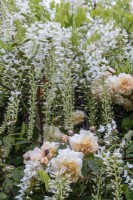 Wisteria floribunda 'Alba' and Rosa 'Buff Beauty'