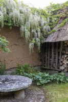 Cob wall and wooden log store in garden with Wisteria floribunda 'Alba' cascading down. Granite millstone in foreground.