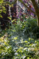 Cobweb in summer garden
