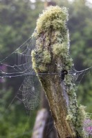 Cobwebs festoon lichen covered tree stump 