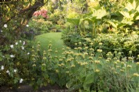 View of summer flowering borders, with Phlomis russeliana in the foreground, in a cottage garden - June