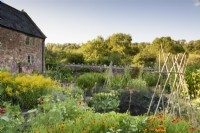 The walled garden at College Barn, Somerset in July with ornamentals and vegetables including heleniums, golden rod and netted brassicas
