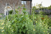 Hazel supports for runner beans in the vegetable garden surrounded by flowers including Chrysanthemum coronarium at College Barn, Somerset in July