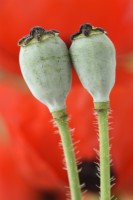 Papaver commutatum  'Ladybird'  Poppy seed pods  July