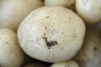 Solanum tuberosum  'Rocket'  First early potato  July