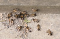 Andrena scotica - Chocolate Mining Bees - leaving nest under garden decking