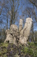 Tree stump in woodland