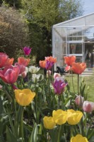 Pastel tulip display in garden border with greenhouse behind