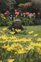 Euryops pectinatus with tulips and old tree stump in lawn