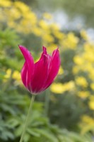 Tulipa 'Doll's Minuet'   with Euryops pectinatus behind