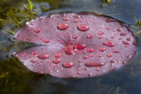 Nymphaea - Emergent Water Lily leaf with rain drops