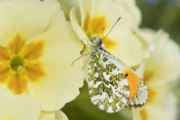Anthocharis cardamines - Male Orange Tip Butterfly resting on Primula flowers