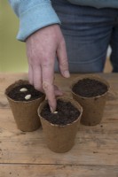 Sowing Courgette 'Romanesco' in compostable pots