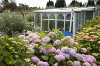 An old conservatory has been repurposed to make a greenhouse/potting shed. Within an informal cottage style garden with hydrangeas in the foreground. Derrydown, an NGS garden. July. Summer. 