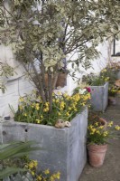 Nacissus 'Tete a Tete' growing in galvanized containers in front garden